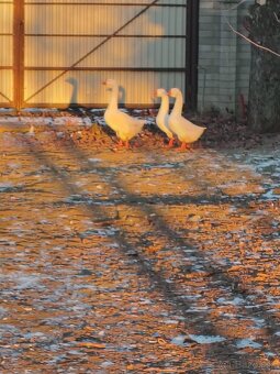 Predám Lindovské husi - 5