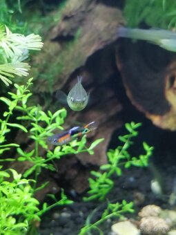 Endlerky Poecilia wingei - 5