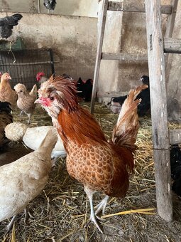 Predám kohútikov - 5