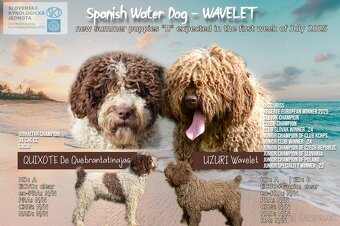 Španielsky vodný pes - Perro De Agua Español - s PP - 5