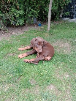 Predám šteniatka Dobermana - 5
