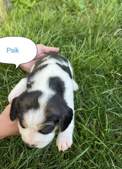 Bigl, Beagle, Bígl, Bígel šteniatka - 5