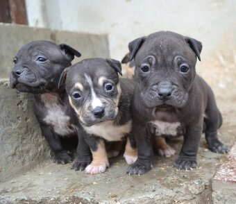 American bully pocket / sharpei - 5
