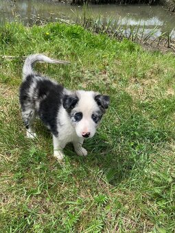Border kólia blue merle - 5