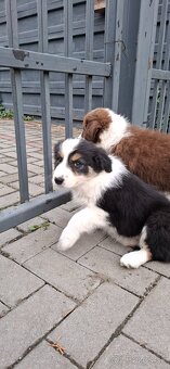Border collie - 5