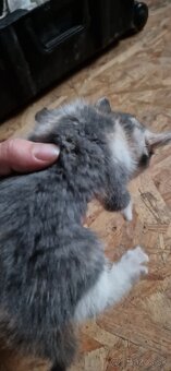 Darujem mačiatka - 5