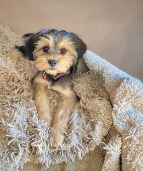Maltipoo girl - 5
