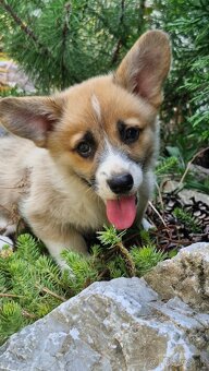 Welsh Corgi Pembroke - 5