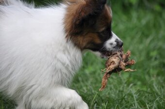 Papillon s PP - 5