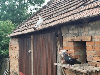 Piešťanský obor - 5