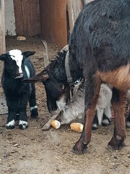 predam registrovaný chov kôz a poroviec - 5