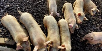 tohtoročné prasce - 5