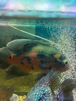 ocelatus cichlida pavia - 5