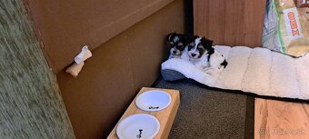 Yorkshire terier biewer mini - 5