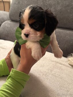 Cavalier King Charles Španiel - 5