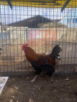 Predám kohúta Marans - 5
