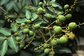 Longan-Dimocarpus longan Champoo - 5