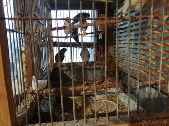 Predám kanárikov - 5