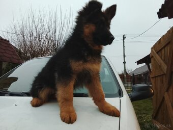 Stena nemeckého ovčiaka - 5