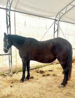 Kladrubsky vranik - 5