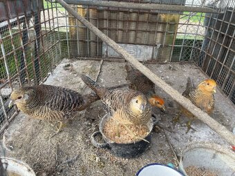 Predám vtáctvo - 5