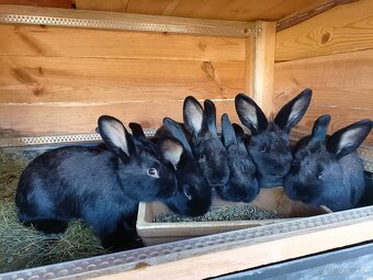 Predám mladé králiky - 5