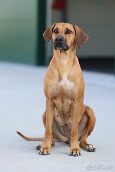 Rhodesian Ridgeback šteniatka s PP - 5