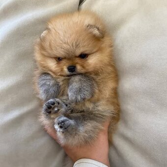 Pomeranian mini - 5