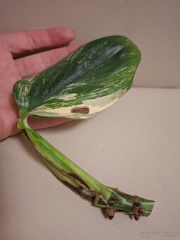 Monstera Cobra aurea - 5
