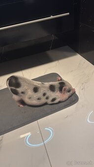 Predám mini prasiatko - 5