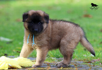 Belgický ovčiak Tervueren - štěňátka s PP - 5