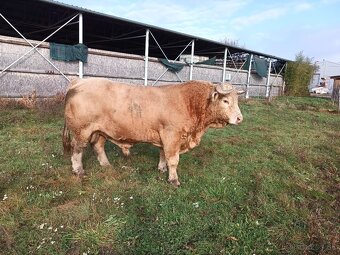 Predám býka - 5