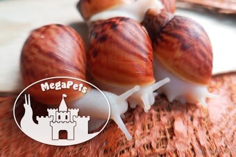 Africké slimáky Achatina achatina / Terárium gekón škrečka - 5