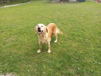 Zlatý retriever šteniatka - 5