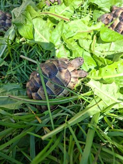 Suchozemská korytnačka - 5