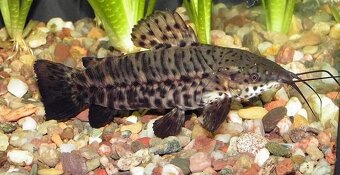 Akara, Tetra Konžská, Cichlazoma, Ostriežik... - 5