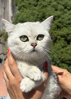 Britská strieborná činčila - 5