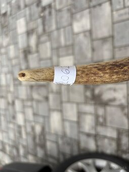 Parožie, parohy, zhody, trofej - 5