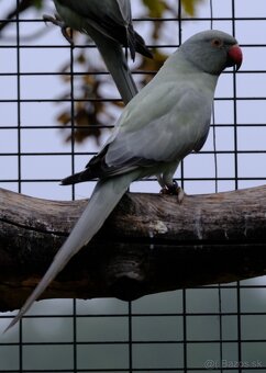 Alexander malý aqua - 5