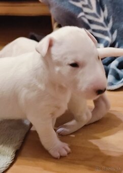 Miniatúrny bulteriér,  minibulterier , minibull - šteniatka - 5