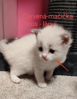 Ragdoll mačiatká bez pp - 5