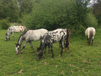 Appaloosa - ročná kobyla čierny leopard - 5