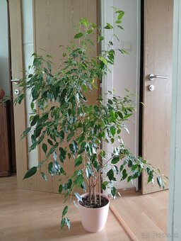 Predám kvet FICUS - 5