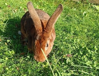 Kastorex, Dalmatínsky rex - 5