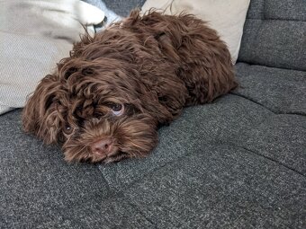 Ruská farebná bolonka s PP – šteniatka z CHS Tlapky radosti - 5