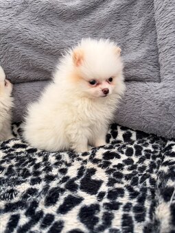 Špic, nemecký špic, pomeranian, oranžový špic - 5