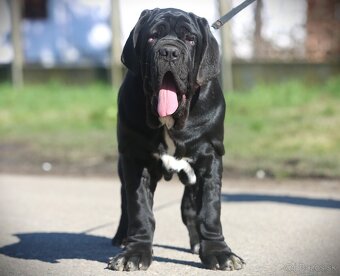 Neapolský mastiff, Mastino napoletano, Neapolitan mastiff - 5