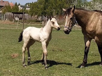 Pripustanie AQHA, APHA, APPA, aj ine - 5