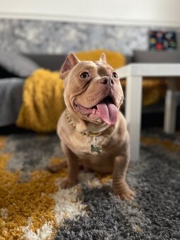 American Bully Micro - 5