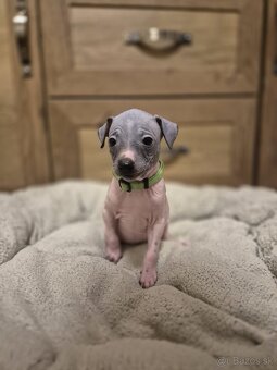 Americký bezsrstý teriér - 5